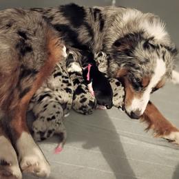 Opal (pink) - Black tri-color female Australian Shepherd puppy in Okeechobee, Florida from Rothsolid Puppies