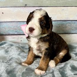 Light Pink - Brown female Bernedoodle puppy in The Woodlands, Texas from Gracie's Goldendoodles and Bernedoodles of The Woodlands