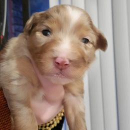 Miniature Australian Shepherd Puppies from Dollie's Aussie Farm