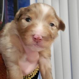 Miniature Australian Shepherd Puppies from Dollie's Aussie Farm