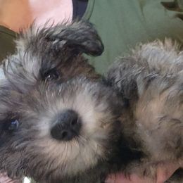 Girl 2 - Salt and pepper Miniature Schnauzer puppy in Paducah, Kentucky from Nubby's Legacy Schnauzers of Western KY