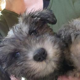 Girl 2 - Salt and pepper Miniature Schnauzer puppy in Paducah, Kentucky from Nubby's Legacy Schnauzers of Western KY