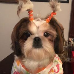 Shih Tzus from PawPeeps Pride