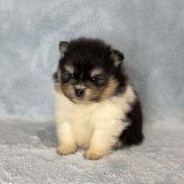 Black Tri boy - Tri-colored male Pomeranian puppy in Princeton, New Jersey from PureLove Poms.