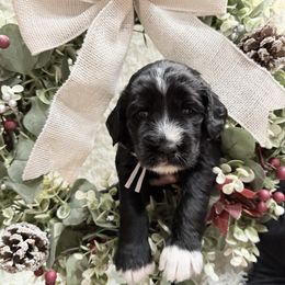 Tinsel - Black and white female Sheepadoodle puppy in Surprise, Arizona from Desert Lily Doodles