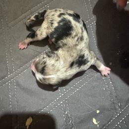 Bullseye - Blue merle male Miniature Australian Shepherd puppy in Stuart, Iowa from Arbor Hill Aussies