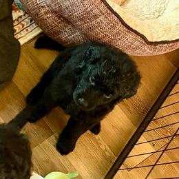 Cobbler - Black male Goldendoodle puppy in Beech Bluff, Tennessee from White Oak Kennel