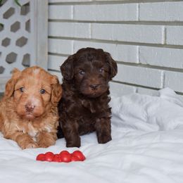 Australian Labradoodle Puppies from Australian Heritage Labradoodles