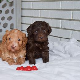 Australian Labradoodle Puppies from Australian Heritage Labradoodles