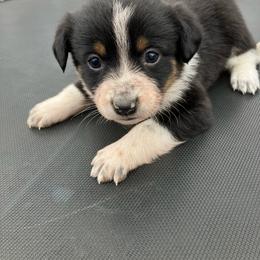 Almond Joy - Blue female Australian Cattle Dog puppy in Lancaster, Minnesota from Weleski Chocolate Heelers