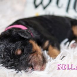 Bernedoodle Puppies from Atomic City Doodles