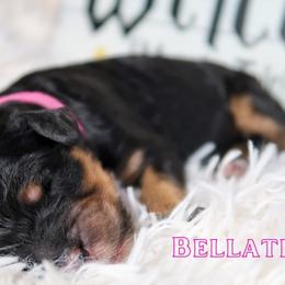 Bernedoodle Puppies from Atomic City Doodles