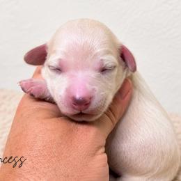 Princess - Cream female Dachshund puppy in Deming, New Mexico from FoxieDoxies of New Mexico