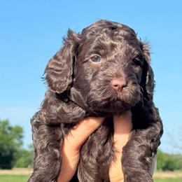 July - Chocolate male Goldendoodle puppy in Afton, Oklahoma from C5 Doodles