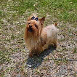 Ginger - Yorkshire Terrier