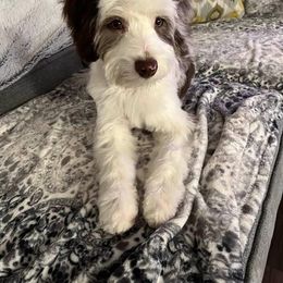 Gracie - Aussiedoodle