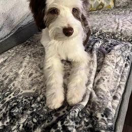 Gracie - Aussiedoodle
