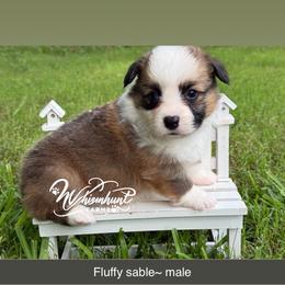 Full Fluff TC - Sable male Pembroke Welsh Corgi puppy in Nashville, Arkansas from Whisenhunt Farms