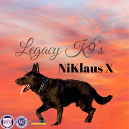 Klaus - German Shepherd