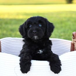 Magic - Black and white female Aussiedoodle puppy in Missouri from Husky Hill Kennel