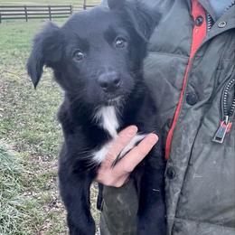 Martha - Black & white female Australian Shepherd puppy in Lewisburg, Tennessee from Hawkins Working Australian Shepherds