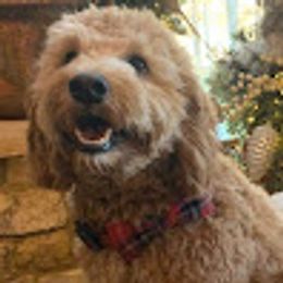 Kobe - Goldendoodle