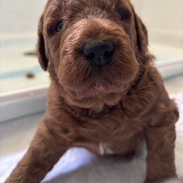 Goldendoodle Puppies from Ginger Doodles