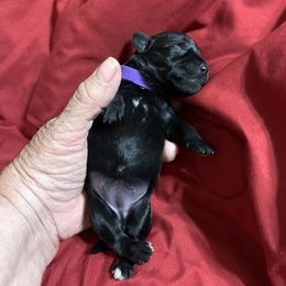 Miniature Schnauzer Puppies from Circle R Ranch