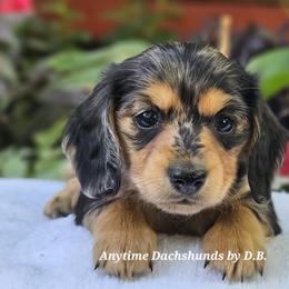 Pollyanne 3975 - Dapple female Dachshund puppy in Ben Wheeler, Texas from Anytime Dachshunds by D.B.