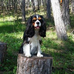 Cavalier King Charles Spaniel All Grown Up from Phoenix Cavaliers - Cavalier King Charles Spaniels