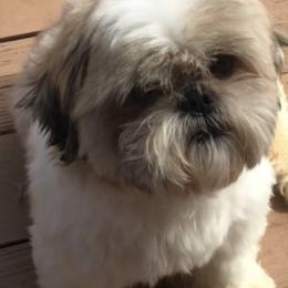 Shih Tzus from Lolly’s Lil ShihTz