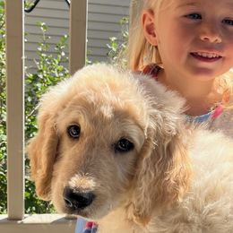 Snowball - Labradoodle puppy from Trinity Labradoodles