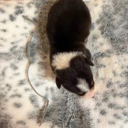 Grey Collar - Black and tan male Pembroke Welsh Corgi puppy in Elberton, Georgia from Lonesome Boone Corgis