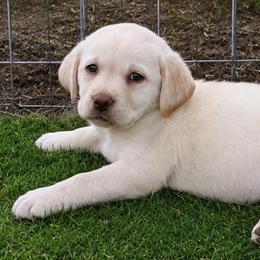 Honor - Champagne female Dilute Retriever puppy in Baldwin City, Kansas from Hedge Lane Labradors