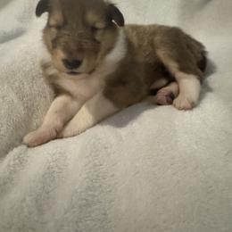 Blitzen - Sable and white female Collie puppy in Morocco, Indiana from Collegiate Bassets and Rheign Collies
