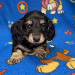 Rip (PET ONLY) - Black and cream male Dachshund puppy in Goldthwaite, Texas from Mini Mama Dachshunds