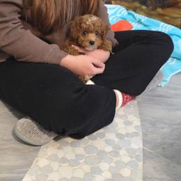 Gabriel - Red male Cavapoo puppy in Washington from Mt.BakerPoodles&Doodles