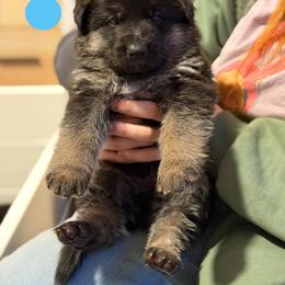 Garret-Bright Blue - Black and tan male German Shepherd puppy in Medical Lake, Washington from Nine Realms German Shepherds