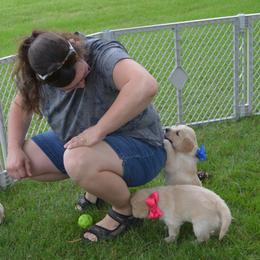 Arlo (blue collar) - Golden male Golden Retriever puppy in Webster City, Iowa from Whispering Pines Precious Puppies