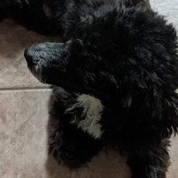Poodles from Strawberry Ridge Poodles