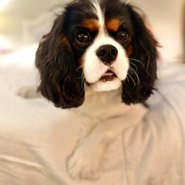 Ollie - Cavalier King Charles Spaniel