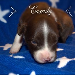 Australian Shepherd Puppies from Copper Kettle Ranch