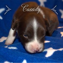 Australian Shepherd Puppies from Copper Kettle Ranch