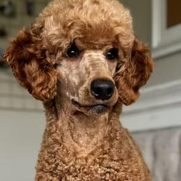 Bernedoodle, Cavapoo, and Poodle Puppies from Positively Doodles