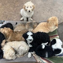 Bernedoodle puppies from Nana’s Doodles