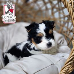 Mickey - Black tan and white male Biewer Terrier puppy in California from Corazon de gigante