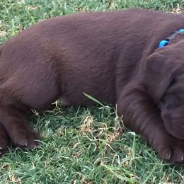 Labrador Retrievers from Jarvis Family Labradors