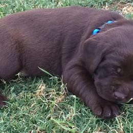 Labrador Retrievers from Jarvis Family Labradors