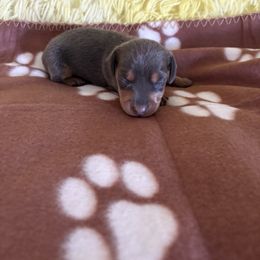 Dachshund Puppies from TLC Dachshund