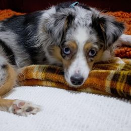 Toy Australian Shepherds from Mikayla Chouinard's Aussies